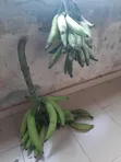 Healthy Unripe Plantain - 2