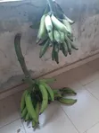 Healthy Unripe Plantain - 3
