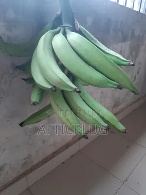 Healthy Unripe Plantain