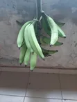Healthy Unripe Plantain - 5