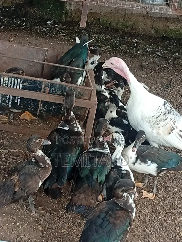 Local Ducks for Sale - 1