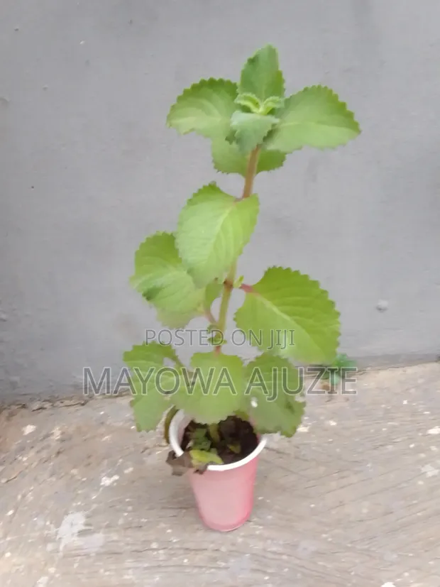 Cuban Oregano - Organic - 1