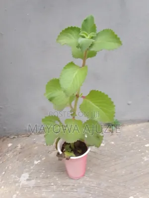 Cuban Oregano - Organic