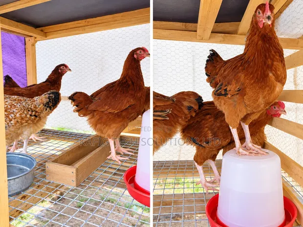 Foreign Sasso & Isa Brown Chicks - 1