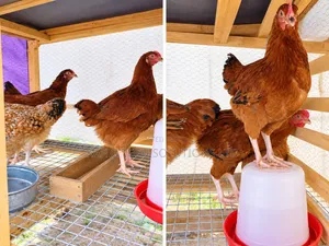 Foreign Sasso & Isa Brown Chicks