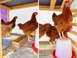 Foreign Sasso & Isa Brown Chicks - 1