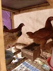 Foreign Sasso & Isa Brown Chicks - 2