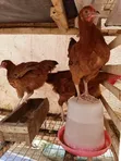 Foreign Sasso & Isa Brown Chicks - 3