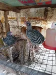 Foreign Sasso & Isa Brown Chicks - 4