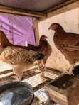 Foreign Sasso & Isa Brown Chicks - 5