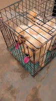 Female Lhasa Apso Puppy, 9 Months Old - 2