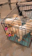 Female Lhasa Apso Puppy, 9 Months Old - 3