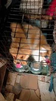 Female Lhasa Apso Puppy, 9 Months Old - 4