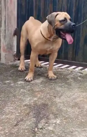 Purebred Boerboel Male for Stud Service - Ibadan