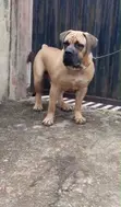 Namijin Boerboel Mai Tsarki don Sabis na Zuriya - Ibadan - 2