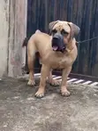 Namijin Boerboel Mai Tsarki don Sabis na Zuriya - Ibadan - 3
