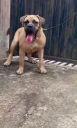 Namijin Boerboel Mai Tsarki don Sabis na Zuriya - Ibadan - 4