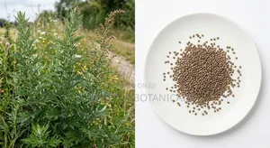 Organic Mugwort Seeds for Planting