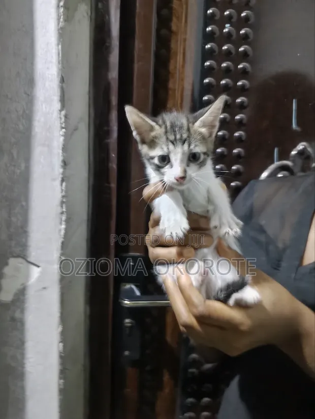 Female Mixed Breed Cat (0-1 Month) - 1