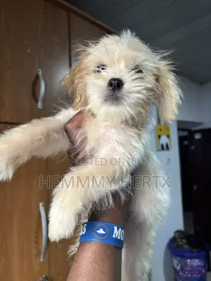 Yar Tsana Mai Kyau ta Jinsi (Lhasa Apso), Watanni 3-6