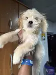 Yar Tsana Mai Kyau ta Jinsi (Lhasa Apso), Watanni 3-6 - 1