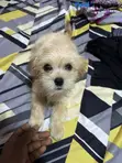 Yar Tsana Mai Kyau ta Jinsi (Lhasa Apso), Watanni 3-6 - 2