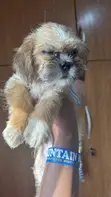 Yar Tsana Mai Kyau ta Jinsi (Lhasa Apso), Watanni 3-6 - 3