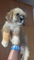 Yar Tsana Mai Kyau ta Jinsi (Lhasa Apso), Watanni 3-6 - 4