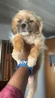 Yar Tsana Mai Kyau ta Jinsi (Lhasa Apso), Watanni 3-6 - 5