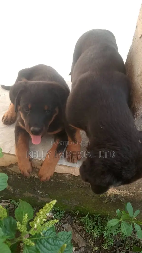 Purebred Rottweiler Puppy - 1-3 Months Old - 1