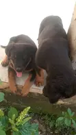 Rottweiler Zuriya - Jariri Watanni 1-3 - 1