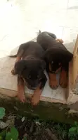 Rottweiler Zuriya - Jariri Watanni 1-3 - 2