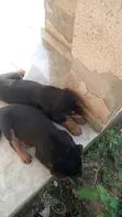 Rottweiler Zuriya - Jariri Watanni 1-3 - 3