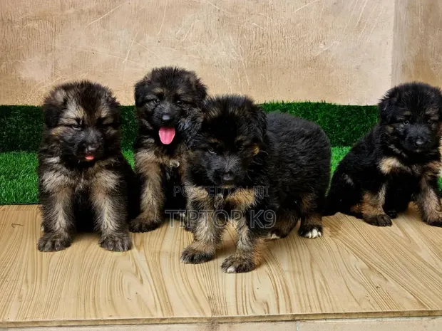 1-3 Month Female Purebred German Shepherd - 1