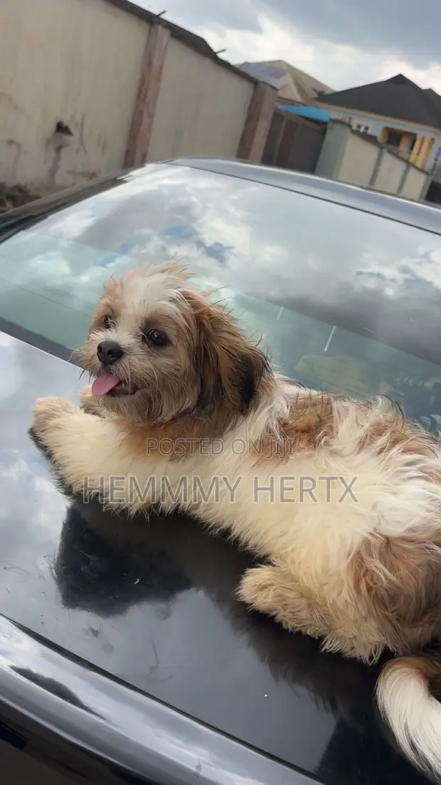 1+ Year Old Female Purebred Lhasa Apso - 1