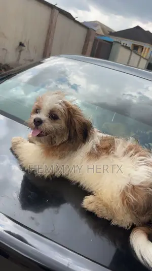 1+ Year Old Female Purebred Lhasa Apso