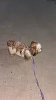 1+ Year Old Female Purebred Lhasa Apso - 2