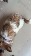 1+ Year Old Female Purebred Lhasa Apso - 3