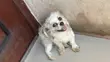 1+ Year Old Female Purebred Lhasa Apso - 4