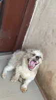1+ Year Old Female Purebred Lhasa Apso - 5
