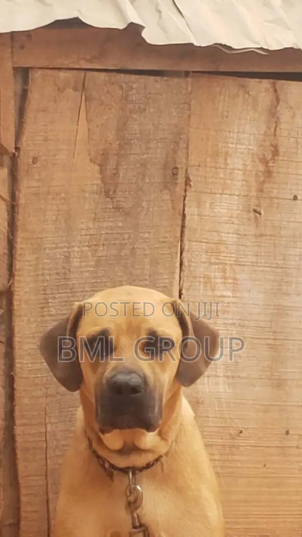 1+ Year Female Purebred Boerboel - 1