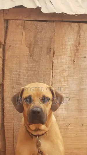 Boerboel Mai Tsarki Mace Mai Shekara 1+