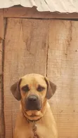 Boerboel Mai Tsarki Mace Mai Shekara 1+ - 1