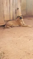 Boerboel Mai Tsarki Mace Mai Shekara 1+ - 2