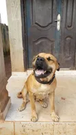 Boerboel Mai Tsarki Mace Mai Shekara 1+ - 3