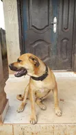 Boerboel Mai Tsarki Mace Mai Shekara 1+ - 4