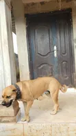 Boerboel Mai Tsarki Mace Mai Shekara 1+ - 5