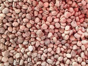Organic Ginseng Seeds for Planting