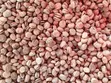 Organic Ginseng Seeds for Planting - 1