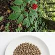 Organic Ginseng Seeds for Planting - 2